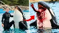 Jessica Radcliffe után Ken Peters és az orka tragédiája: a SeaWorld véres titkai
