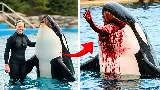 Jessica Radcliffe után Ken Peters és az orka tragédiája: a SeaWorld véres titkai