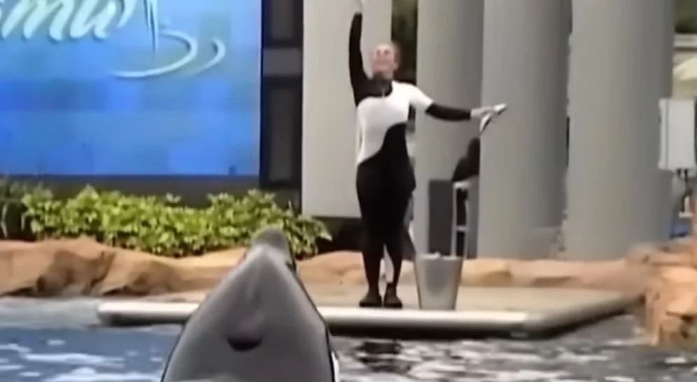 Dawn Brancheau orca tréner