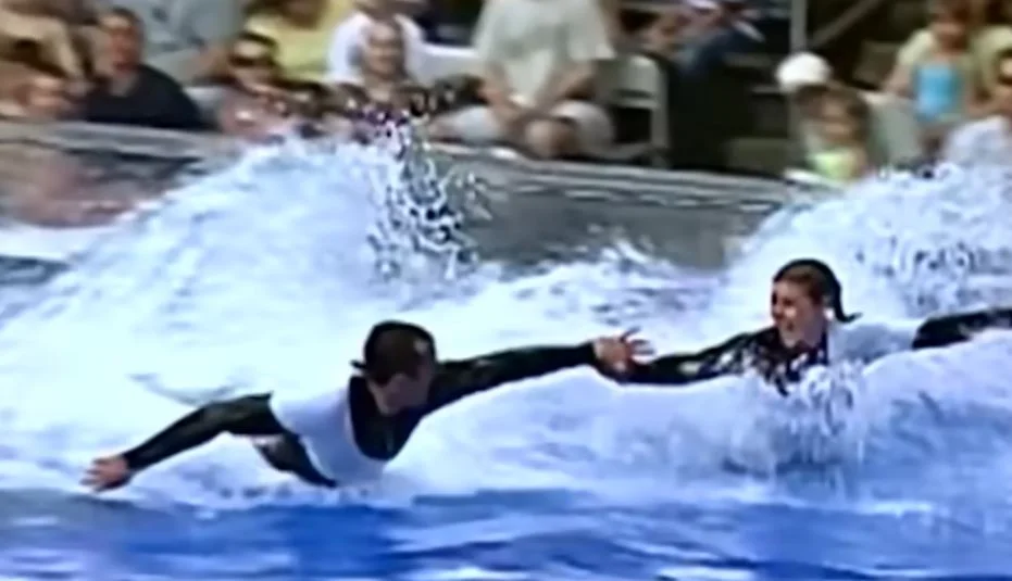 viziparádé orca tréner