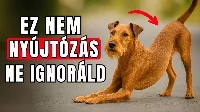 Ha a kutyád nyújtózik, amikor meglát, valami sokkal mélyebb történik. Ez az igazi jelentése