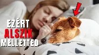Miért bújik melléd a kutyád? Az alvóhely választás titkos üzenete