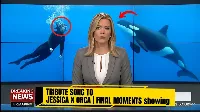 Jessica Radcliffe orca támadás: a New York Post és Times of India szerint átverés