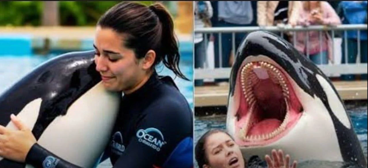 Jessica Radcliffe orca tamadas