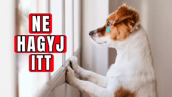 A sokkoló valóság az egyedül hagyni a kutyát miatti szeparációs szorongásról