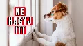 A sokkoló valóság az egyedül hagyni a kutyát miatti szeparációs szorongásról