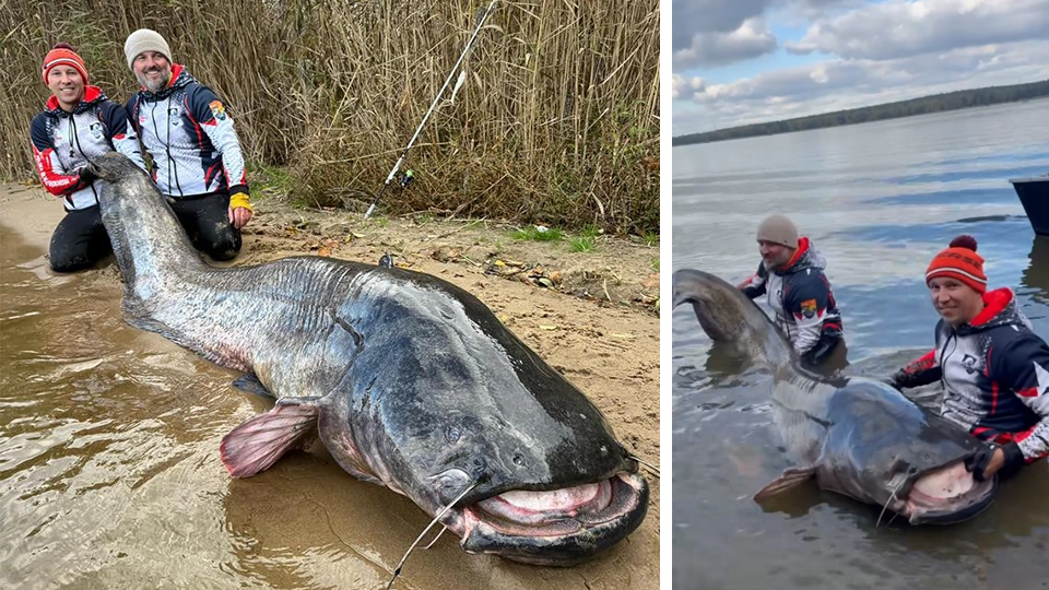 292 cm harcsa