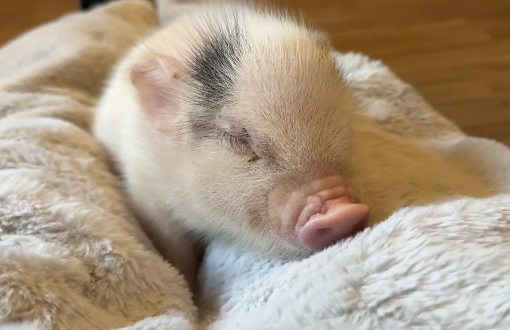 micro malac mini malac