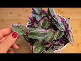 A tradescantia zebrina elképesztő titkai: a szobanövény, ami aranyat ér