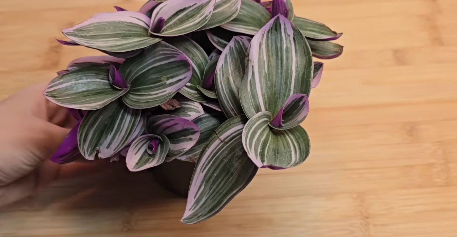 Tradescantia zebrina növény gyógy