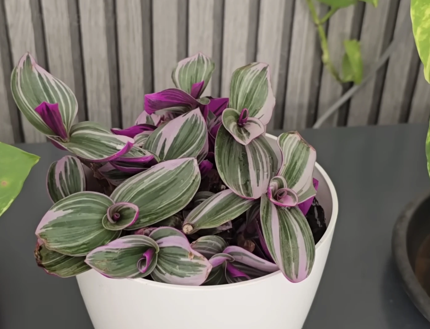 Tradescantia zebrina gyógynövény