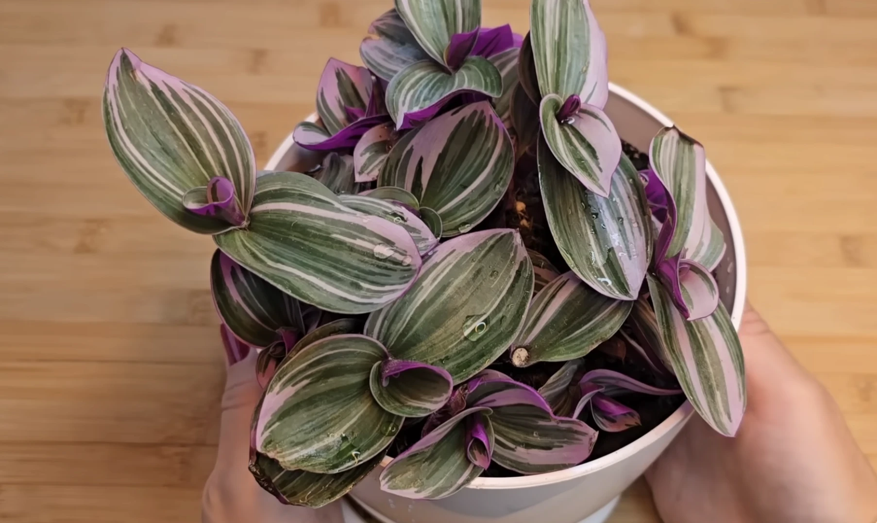 Tradescantia zebrina gyógynövény