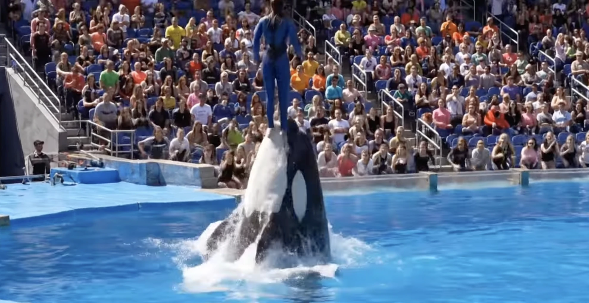 Jessica Radcliffe orca