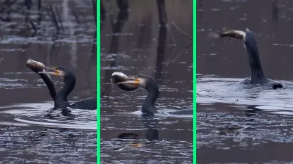 Döbbenetes videó: egy kormorán lenyelt egy közel 50 centiméteres csukát