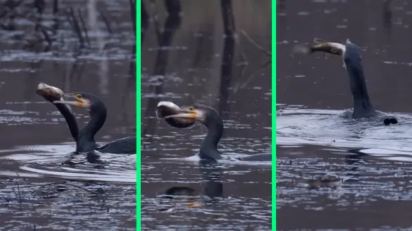 Döbbenetes videó: egy kormorán lenyelt egy közel 50 centiméteres csukát