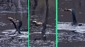Döbbenetes videó: egy kormorán lenyelt egy közel 50 centiméteres csukát