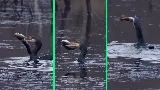 Döbbenetes videó: egy kormorán lenyelt egy közel 50 centiméteres csukát