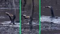 Döbbenetes videó: egy kormorán lenyelt egy közel 50 centiméteres csukát