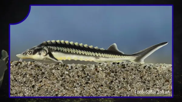 Az Év hala 2026: Egy ősi óriás, a vágótok nyerte a választást!