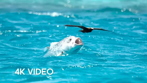 HIHETETLEN! A felvétel, ami bizonyítja, hogy a természet sokkal brutálisabb, mint képzelnéd!