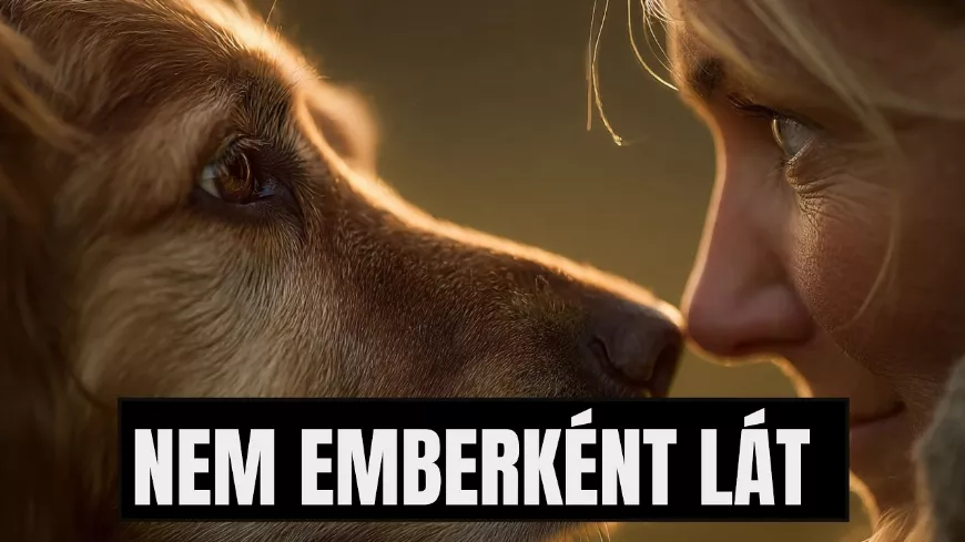 Így lát téged a kutyád, és ez sokkal többet árul el rólad, mint hinnéd