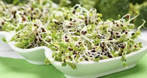 brokkoli csíra