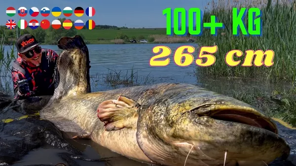Rekorharcsa fogás vízben állva harcsa cserkelés módszerrel - 265 cm  - 106 kg