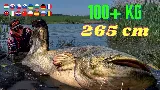 Rekorharcsa fogás vízben állva harcsa cserkelés módszerrel - 265 cm  - 106 kg