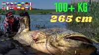 Rekorharcsa fogás vízben állva harcsa cserkelés módszerrel - 265 cm  - 106 kg