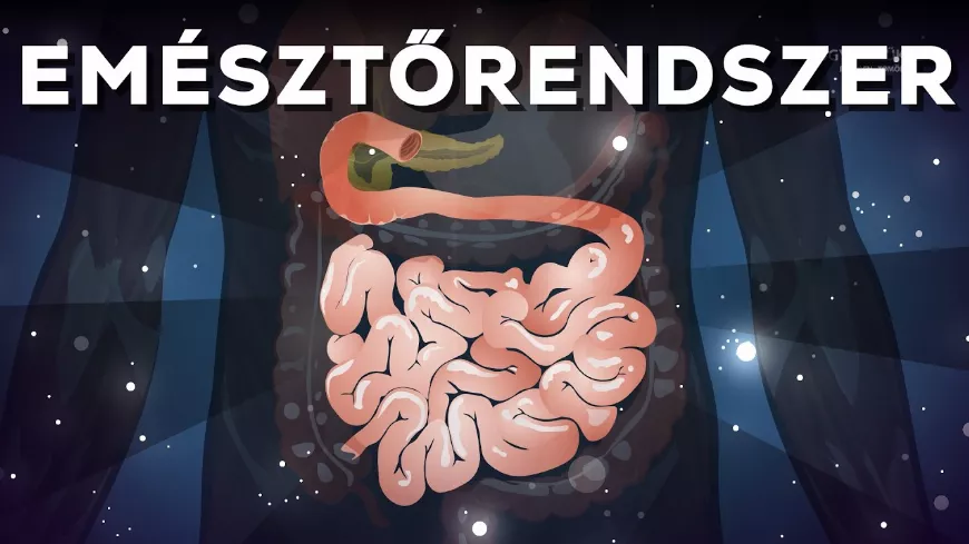 Az emésztőrendszer titkos világa: így zajlik az emésztés csodája