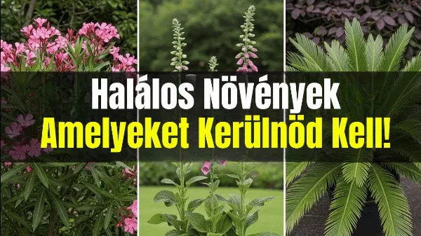 7 veszélyes növény, amelyeket jobb elkerülni a faiskolák kínálatából