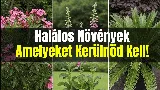7 veszélyes növény, amelyeket jobb elkerülni a faiskolák kínálatából