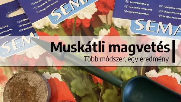 Muskátli vetése titkok nélkül: így indul a virágzás már a magtól
