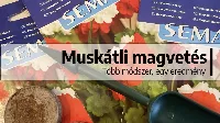 Muskátli vetése titkok nélkül: így indul a virágzás már a magtól