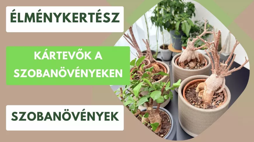 Kártevők a szobanövényeken – veszélyes tévhitek és rossz módszerek