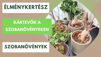 Kártevők a szobanövényeken – veszélyes tévhitek és rossz módszerek