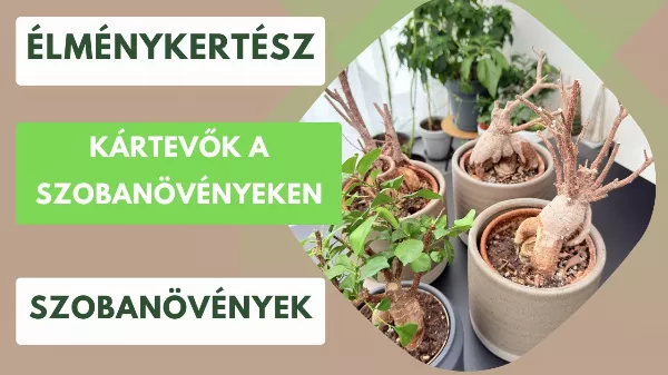 Kártevők a szobanövényeken – veszélyes tévhitek és rossz módszerek
