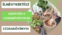 Kártevők a szobanövényeken – veszélyes tévhitek és rossz módszerek