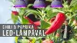 Chili és paprika termesztés otthon: Így nevelj erős palántákat LED lámpával