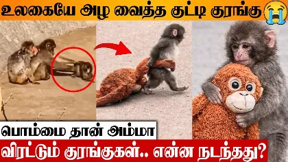 Punch: az elhagyott bébi makákó szívszorító története