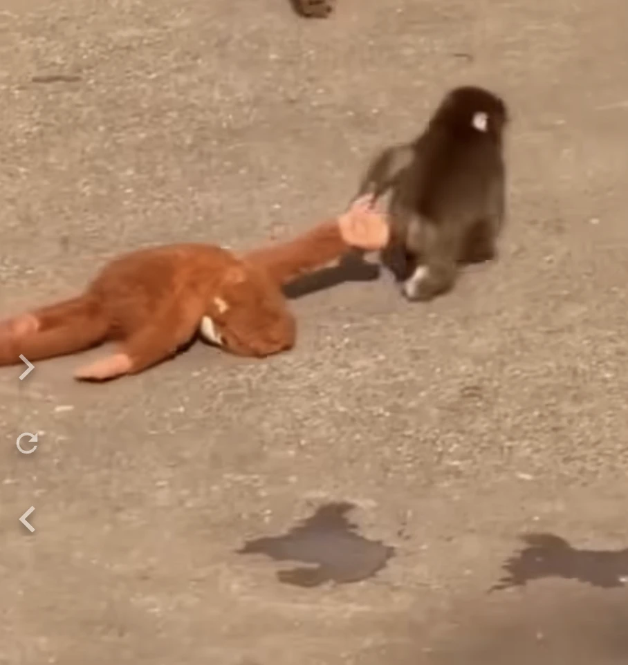 Punchi Makako maki majom