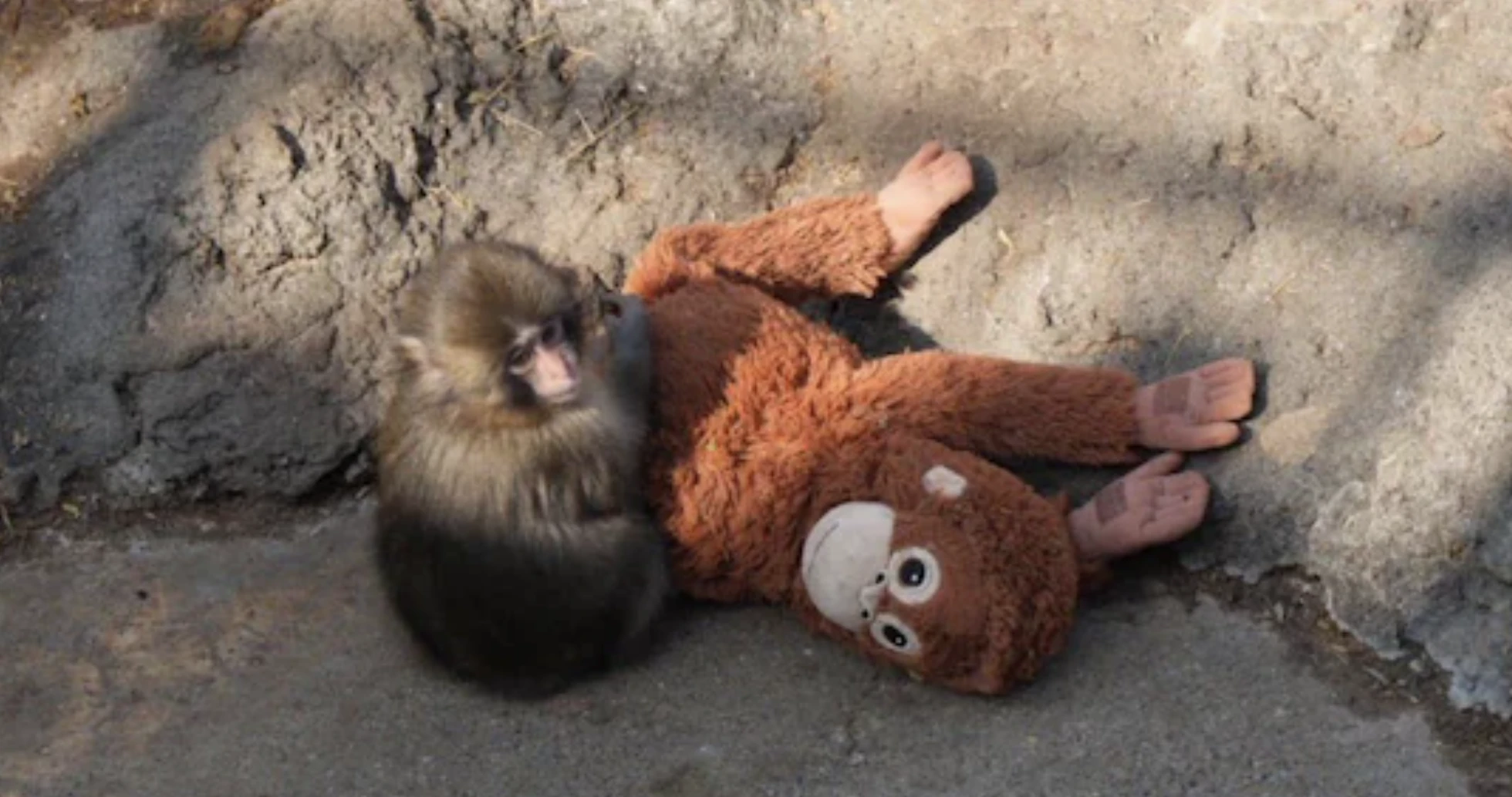 Punchi Makako maki majom