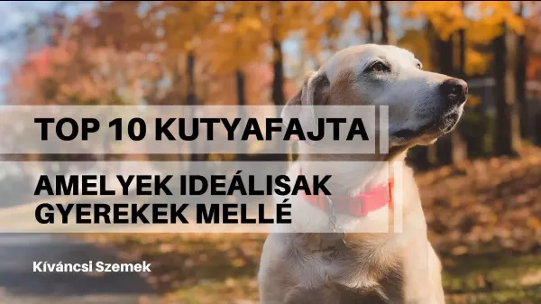 Top 10 kutyafajta, amelyek tökéletesek gyerekek mellé
