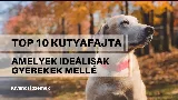 Top 10 kutyafajta, amelyek tökéletesek gyerekek mellé