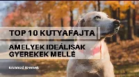 Top 10 kutyafajta, amelyek tökéletesek gyerekek mellé
