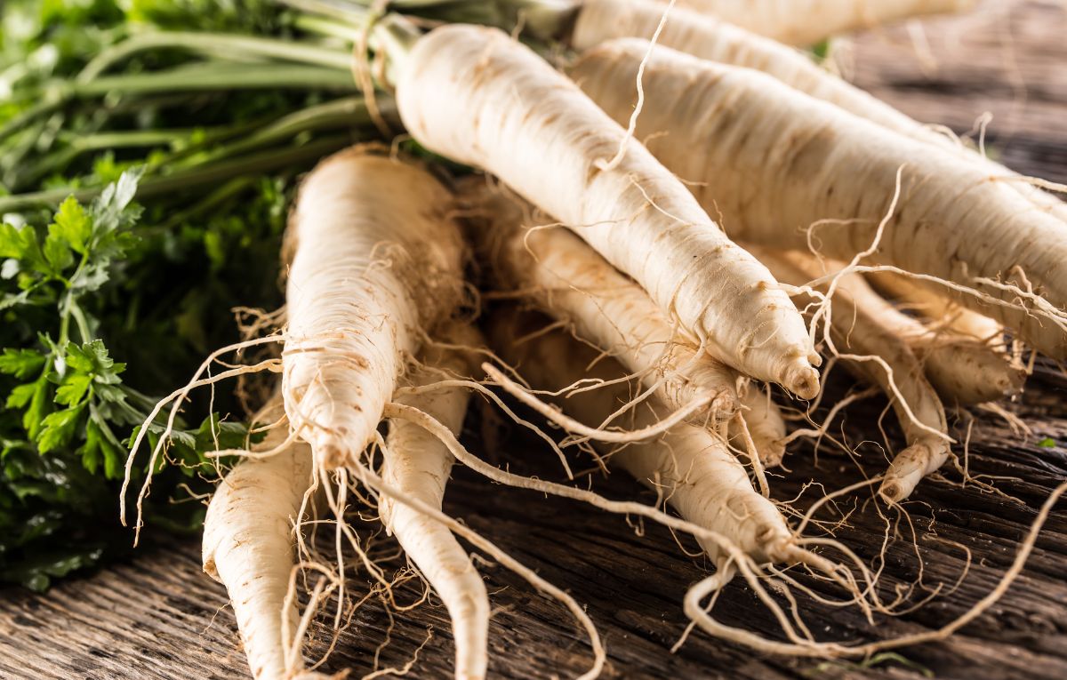 Pasztinák termesztése