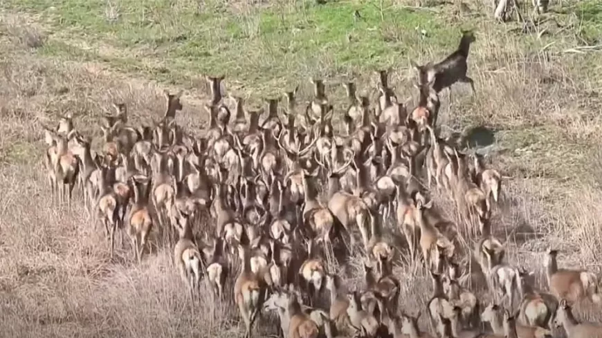 Szarvas vonulás Somogy megyében - ilyet is ritkán látni videón!