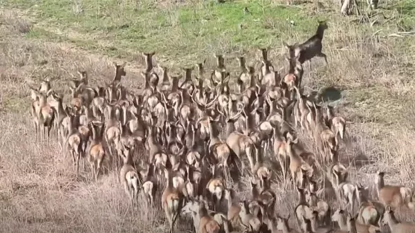 Szarvas vonulás Somogy megyében - ilyet is ritkán látni videón!