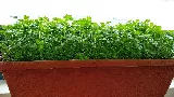 Petrezselyem termesztése cserépben: az erkély rejtett zöld kincse