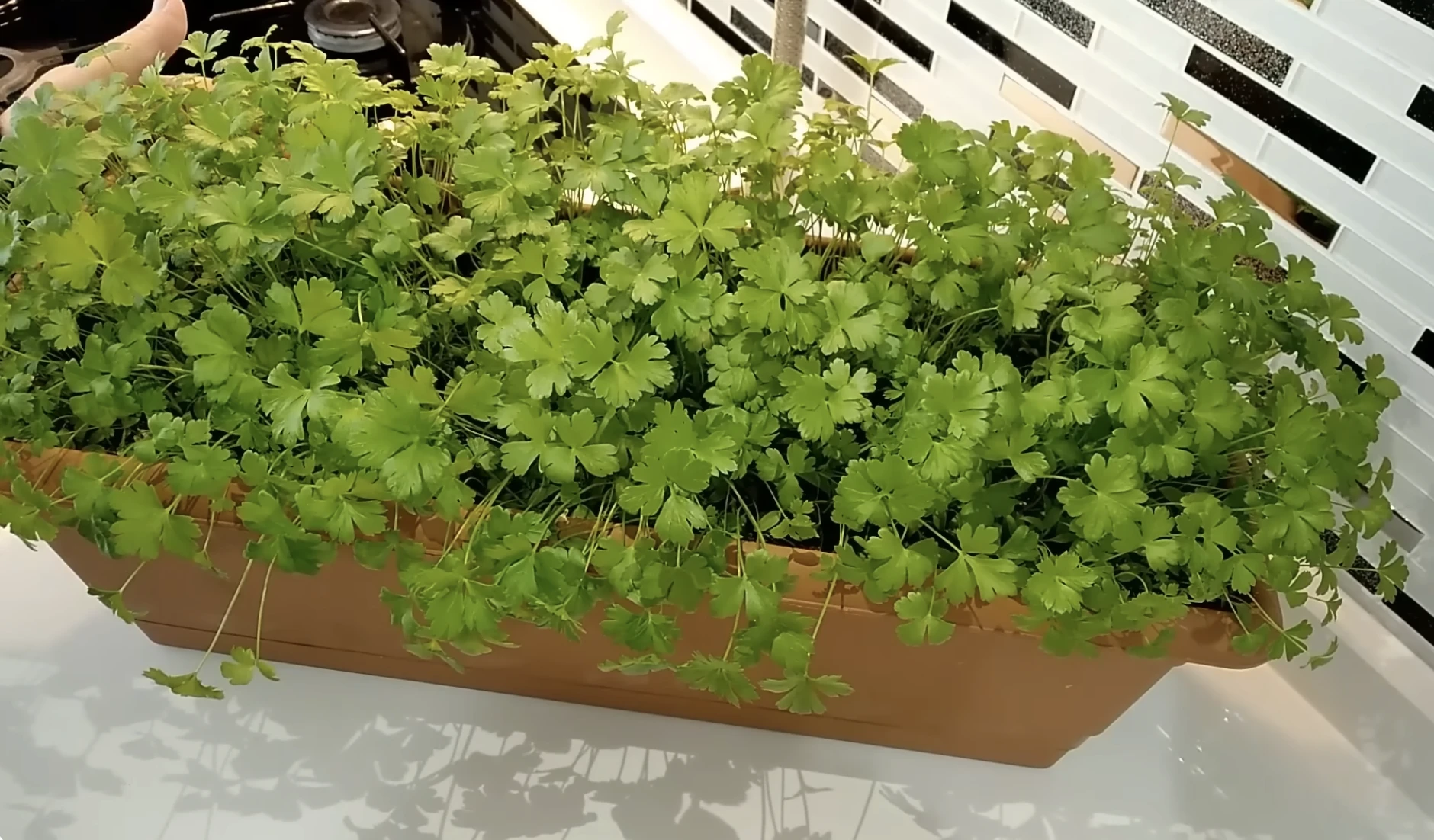 Zöldfűszer petrezselyem